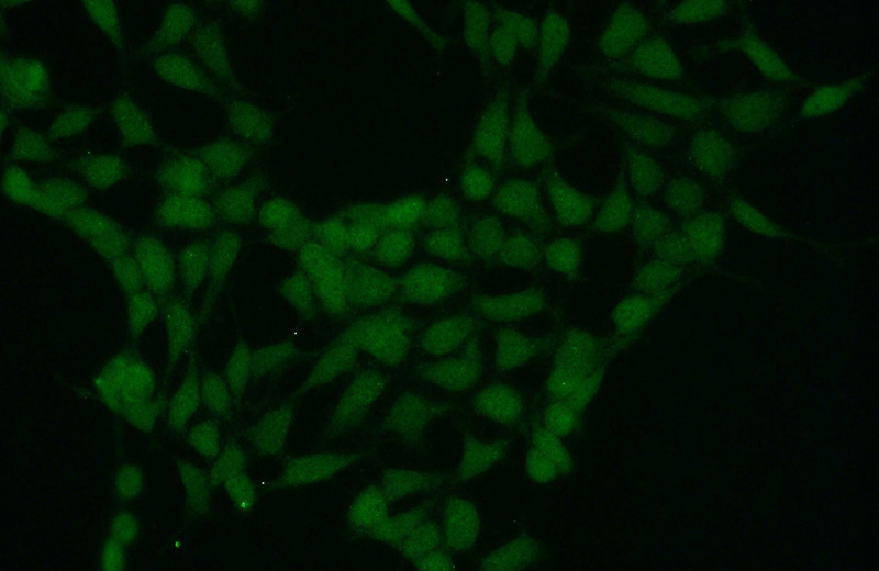 Immunofluorescent analysis of HEK-293 cells using Catalog No:115570(SPIN1 Antibody) at dilution of 1:50 and Alexa Fluor 488-congugated AffiniPure Goat Anti-Rabbit IgG(H+L)