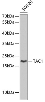 Western blot - TAC1 Polyclonal Antibody 