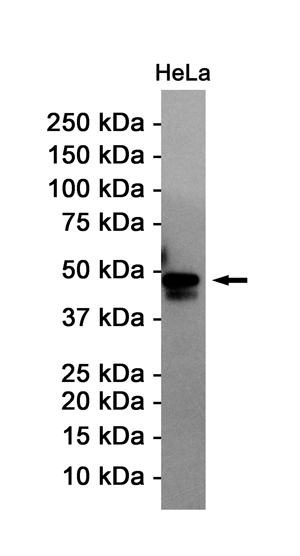 Western blot detection of ATF4 Rabbit pAb in HeLa cell lysates using ATF4 Rabbit pAb(1:1000 diluted).Predicted band size:39KDa.Observed band size:49KDa.