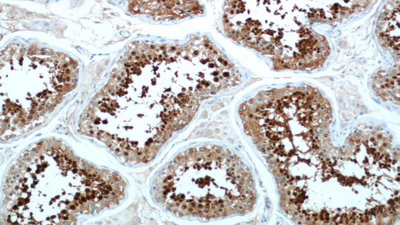 Immunohistochemical of paraffin-embedded human testis using Catalog No:111574(HSPA2 antibody) at dilution of 1:50 (under 10x lens)