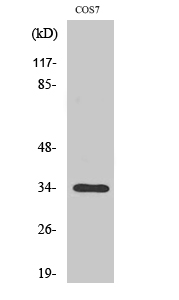 Fig1:; Western Blot analysis of various cells using Olfactory receptor 7A10 Polyclonal Antibody