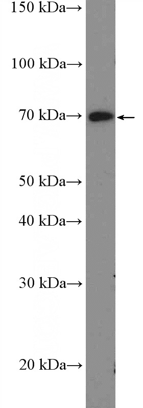 HEK-293 cells were subjected to SDS PAGE followed by western blot with Catalog No:116475(UBASH3B Antibody) at dilution of 1:600