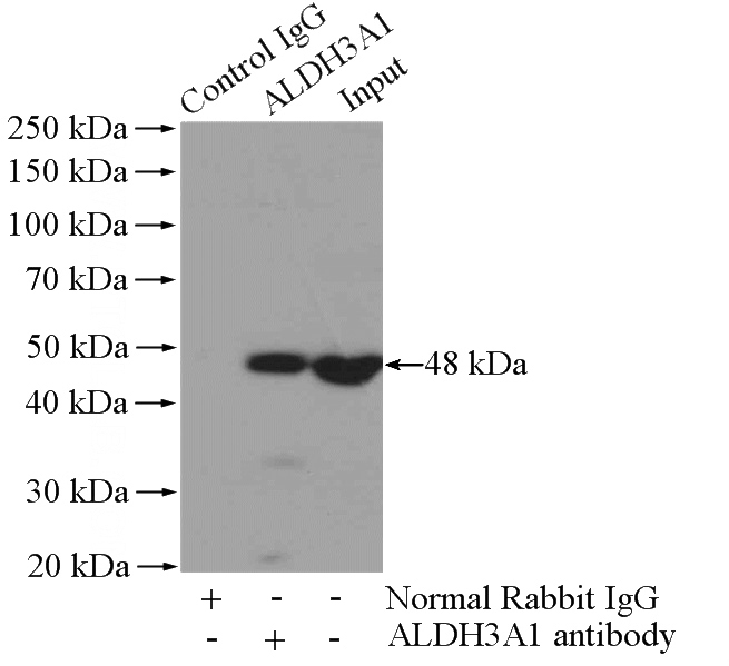 IP Result of anti-ALDH3A1 (IP:Catalog No:107967, 4ug; Detection:Catalog No:107967 1:1000) with HEK-293 cells lysate 3200ug.