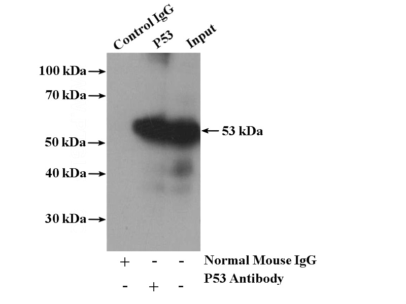 IP Result of anti-P53 (IP:Catalog No:107446, 5ug; Detection:Catalog No:107446 1:1500) with HEK-293 cells lysate 2800ug.