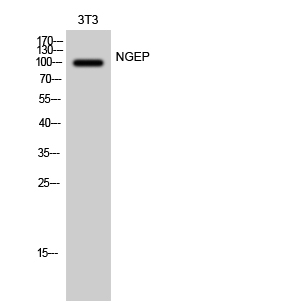 Fig1:; Western Blot analysis of 3T3 cells using NGEP Polyclonal Antibody diluted at 1: 1000