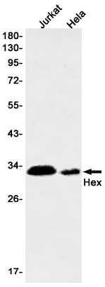 Western blot detection of Hex in Jurkat,Hela cell lysates using Hex Rabbit mAb(1:1000 diluted).Predicted band size:30kDa.Observed band size:30kDa.