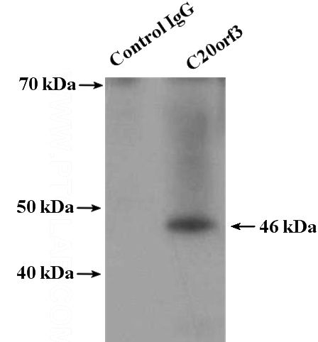 IP Result of anti-C20orf3 (IP:Catalog No:108700, 4ug; Detection:Catalog No:108700 1:300) with mouse liver tissue lysate 4800ug.