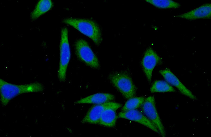 Immunofluorescent analysis of (-20oc Ethanol) fixed HeLa cells using Catalog No:108990(CCDC85B Antibody) at dilution of 1:50 and Alexa Fluor 488-congugated AffiniPure Goat Anti-Rabbit IgG(H+L)