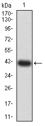 Fig1: Western blot analysis of GRIK3 against human GRIK3 (AA: extra 32-173) recombinant protein. Proteins were transferred to a PVDF membrane and blocked with 5% BSA in PBS for 1 hour at room temperature. The primary antibody ( 1/500) was used in 5% BSA at room temperature for 2 hours. Goat Anti-Mouse IgG - HRP Secondary Antibody at 1:5,000 dilution was used for 1 hour at room temperature.