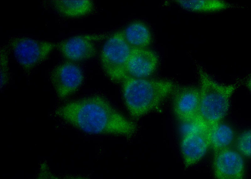 Immunofluorescent analysis of (-20oc Ethanol) fixed RAW 264.7 cells using Catalog No:114583(RDH10 Antibody) at dilution of 1:50 and Alexa Fluor 488-congugated AffiniPure Goat Anti-Rabbit IgG(H+L)