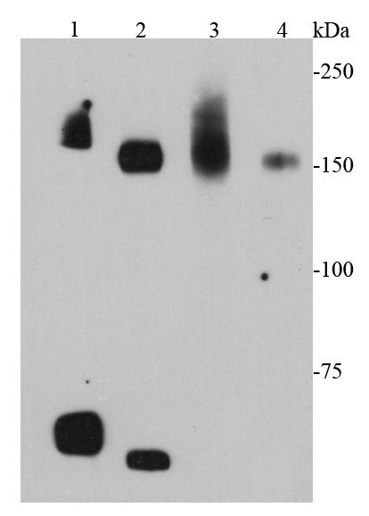 Fig1: Western blot analysis of cMet on different cell lysates using anti-cMet antibody at 1/1000 dilution.; Positive control:; Lane 1: Mouse liver; Lane 2: Mouse kidney; Lane 3: D3; Lane 4: MEF