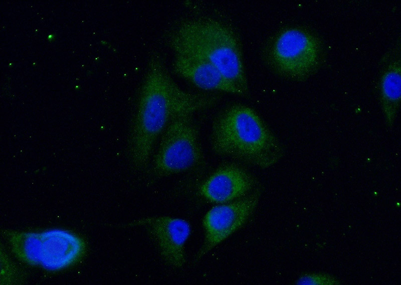 Immunofluorescent analysis of (-20oc Ethanol) fixed A549 cells using Catalog No:116718(VASH2 Antibody) at dilution of 1:50 and Alexa Fluor 488-congugated AffiniPure Goat Anti-Rabbit IgG(H+L)