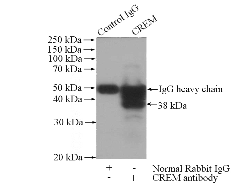 IP Result of anti-CREM (IP:Catalog No:109554, 4ug; Detection:Catalog No:109554 1:300) with mouse testis tissue lysate 1800ug.