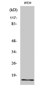 Fig1:; Western Blot analysis of various cells using INSL4 Polyclonal Antibody