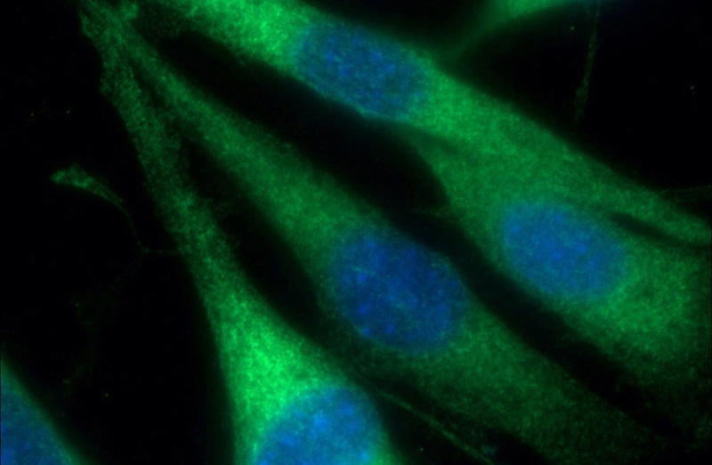 Immunofluorescent analysis of (-20oc Ethanol) fixed NIH/3T3 cells using Catalog No:111789(INF2 Antibody) at dilution of 1:50 and Alexa Fluor 488-congugated AffiniPure Goat Anti-Rabbit IgG(H+L)
