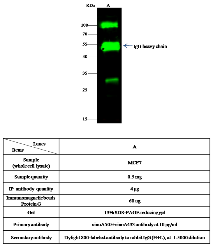 GSC Antibody, Rabbit PAb, Antigen Affinity Purified, Immunoprecipitation