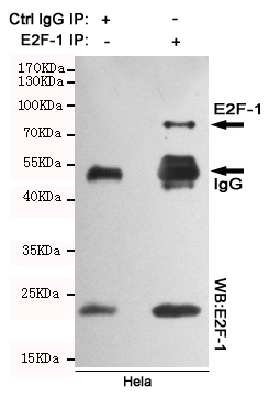Immunoprecipitation analysis of Hela cell lysates using E2F-1 mouse mAb.