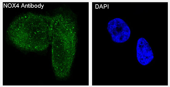 Immunofluorescent analysis of HeLa cells, using NOX4 Antibody .