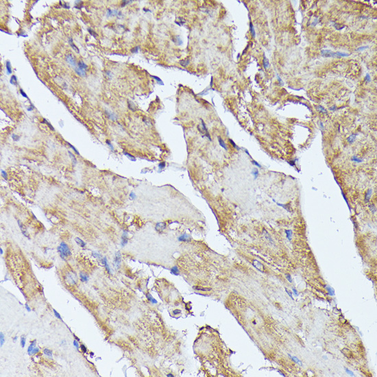 Immunohistochemistry - HAL Polyclonal Antibody 