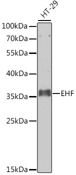 Western blot - EHF Polyclonal Antibody 
