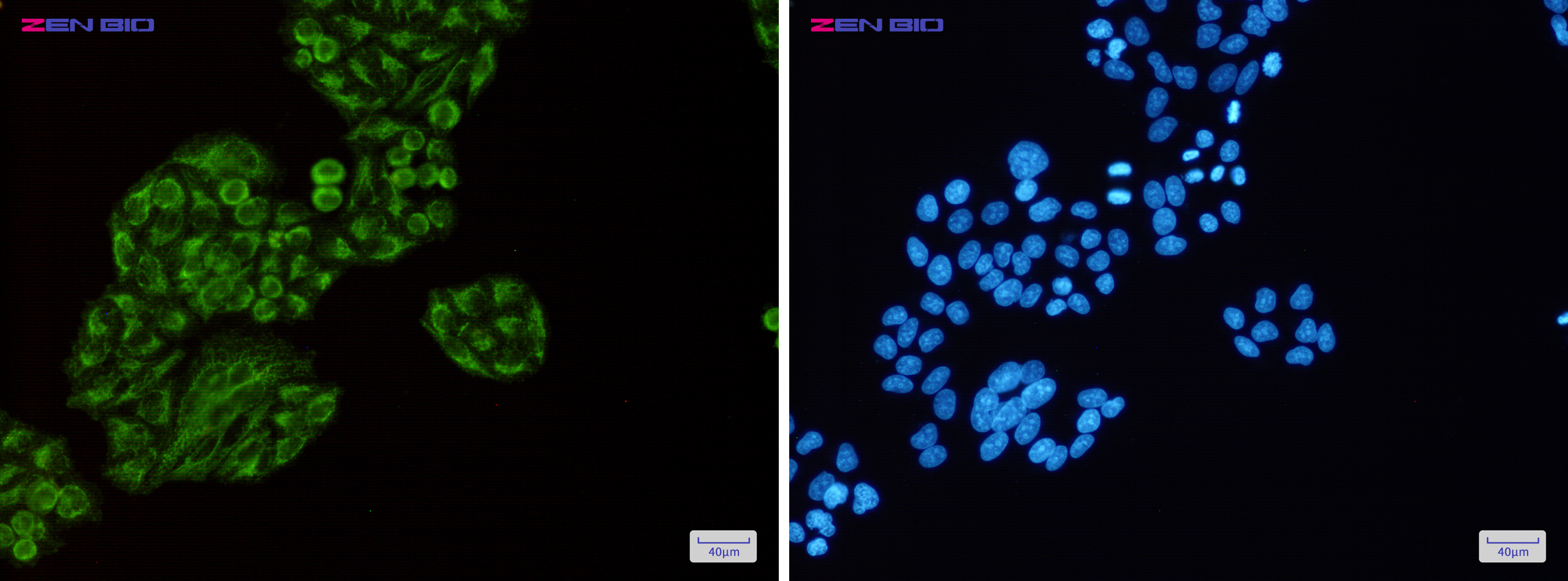 Immunocytochemistry of Tec(green) in Hela cells using Tec Rabbit pAb at dilution 1/50, and DAPI(blue)
