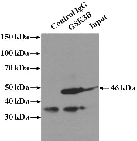 IP Result of anti-GSK3B (IP:Catalog No:111170, 4ug; Detection:Catalog No:111170 1:1000) with mouse brain tissue lysate 4000ug.