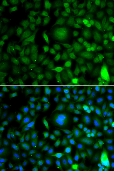 Immunofluorescence - DPF1 Polyclonal Antibody 