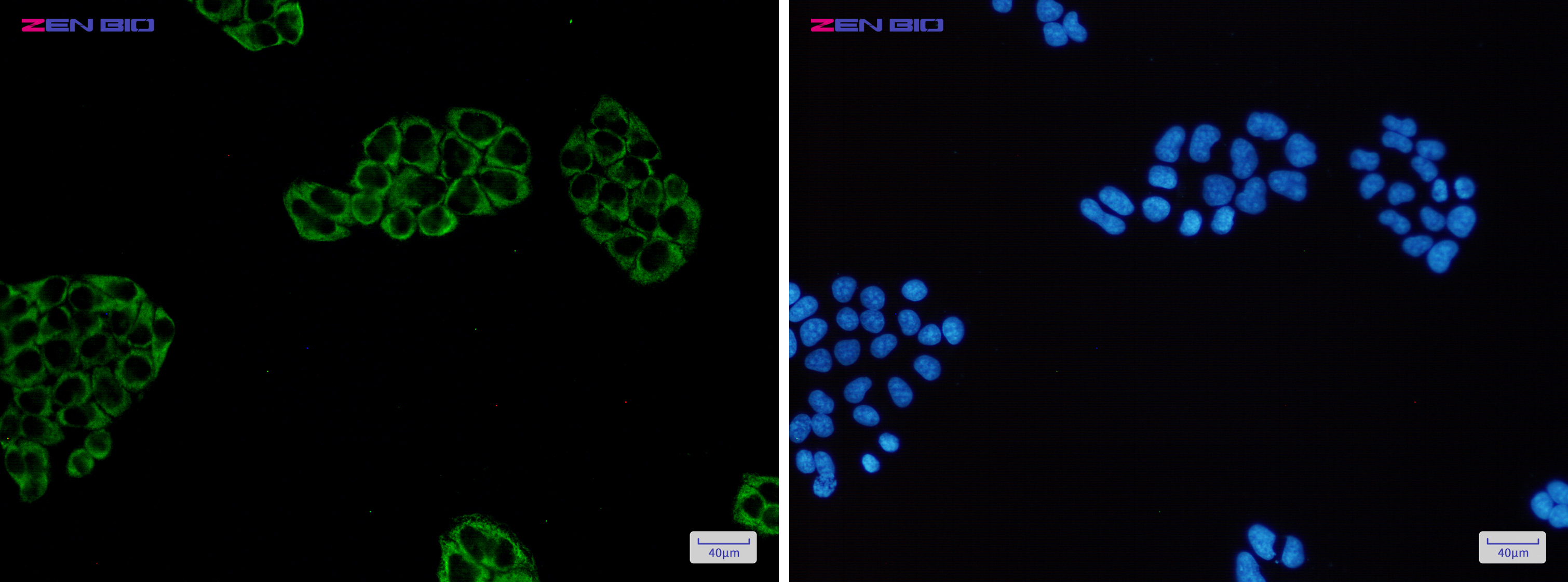 Immunocytochemistry of PGM1(green) in Hela cells using PGM1 Rabbit mAb at dilution 1/50, and DAPI(blue)