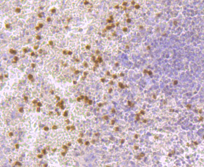 Fig7: Immunohistochemical analysis of paraffin-embedded human spleen tissue using anti-IL7 antibody. Counter stained with hematoxylin.