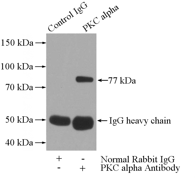 IP Result of anti-PRKCA (IP:Catalog No:113846, 4ug; Detection:Catalog No:113846 1:1000) with NIH/3T3 cells lysate 1600ug.