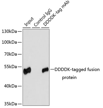 Immunoprecipitation - Mouse anti DDDDK-Tag mAb 