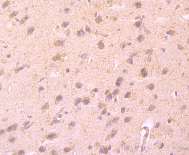 Fig9: Immunohistochemical analysis of paraffin-embedded mouse brain tissue using anti-CD137 antibody. Counter stained with hematoxylin.