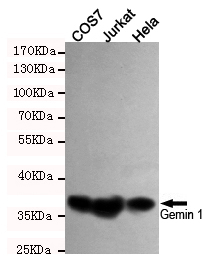 Western blot detection of Gemin 1 in COS7,Jurkat and Hela cell lysates using Gemin 1 mouse mAb (dilution 1:1000).Predicted band size:35 Kda.Observed band size:39KDa.