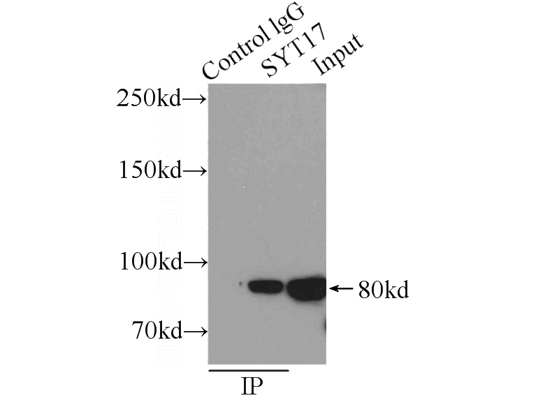 IP Result of anti-SYT17 (IP:Catalog No:115804, 4ug; Detection:Catalog No:115804 1:800) with mouse brain tissue lysate 6000ug.