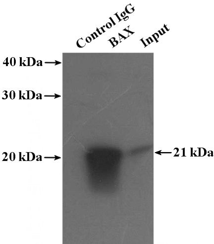 IP Result of anti-BAX (IP:Catalog No:108365, 4ug; Detection:Catalog No:108365 1:1000) with HEK-293 cells lysate 1480ug.