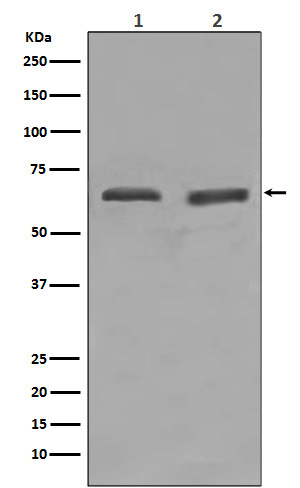 Western blot analysis of YY1 expression in (1) HeLa cell lysate; (2) Daudi cell lysate.