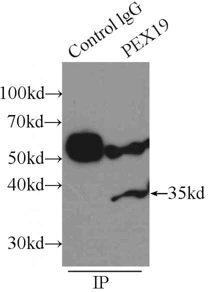 IP Result of anti-PEX19 (IP:Catalog No:113729, 3ug; Detection:Catalog No:113729 1:300) with K-562 cells lysate 2400ug.