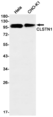 Western blot detection of CLSTN1 in Hela,CHO-K1 cell lysates using CLSTN1 Rabbit mAb(1:1000 diluted).Predicted band size:110kDa.Observed band size:110kDa.