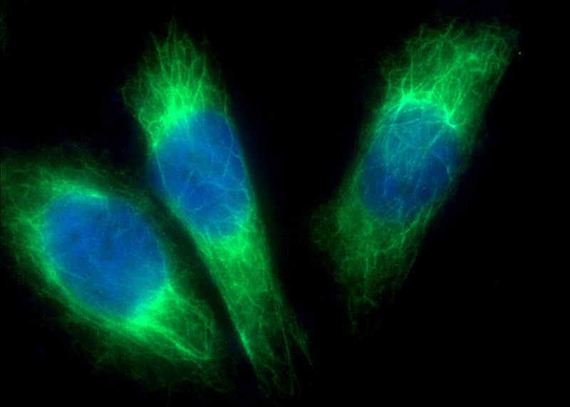Immunofluorescent analysis of (-20oc Ethanol) fixed HeLa cells using Catalog No:111806(iNOS Antibody) at dilution of 1:50 and Alexa Fluor 488-congugated AffiniPure Goat Anti-Rabbit IgG(H+L)