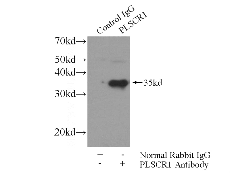 IP Result of anti-PLSCR1 (IP:Catalog No:114012, 4ug; Detection:Catalog No:114012 1:500) with mouse lung tissue lysate 2800ug.