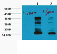 Western blot analysis of Hela, diluted at 1) 1:1000 . 2) 1:3000 cells nucleus extracted by Minute TM Cytoplasmic and Nuclear Fractionation kit (SC-003,Inventbiotech,MN,USA).