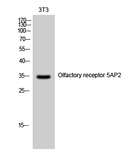 Fig1:; Western Blot analysis of 3T3 cells using Olfactory receptor 5AP2 Polyclonal Antibody