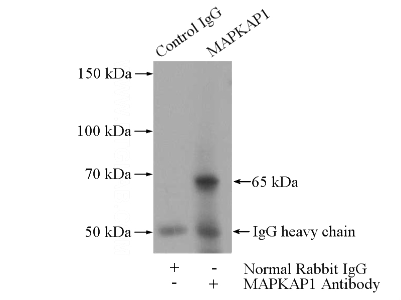 IP Result of anti-MAPKAP1 (IP:Catalog No:112438, 4ug; Detection:Catalog No:112438 1:500) with mouse kidney tissue lysate 4000ug.