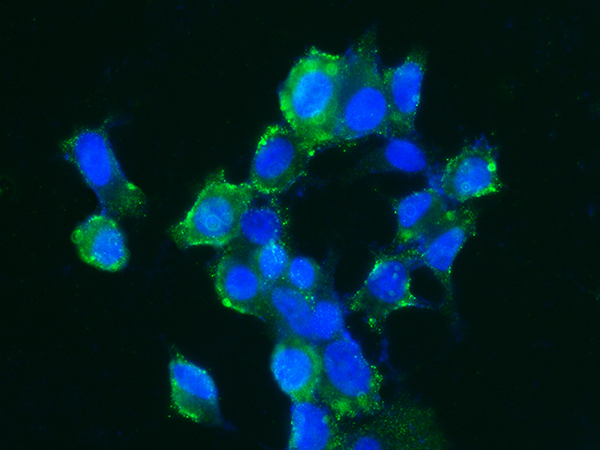 Carbonic Anhydrase XIV / CA14 Antibody, Rabbit MAb, Immunofluorescence