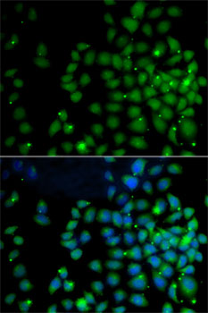 Immunofluorescence - UBD Polyclonal Antibody 
