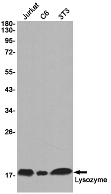 Western blot detection of Lysozyme in Jurkat,C6,3T3 cell lysates using Lysozyme Rabbit pAb(1:1000 diluted).Predicted band size:17KDa.Observed band size:17KDa.