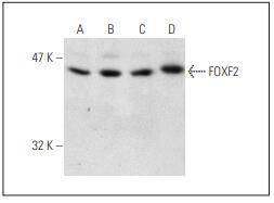 Fig1: Western blot analysis of FOXF2 expression in HepG2 (A), HeLa (B), A549 (C) and THP-1 (D) nuclear extracts.