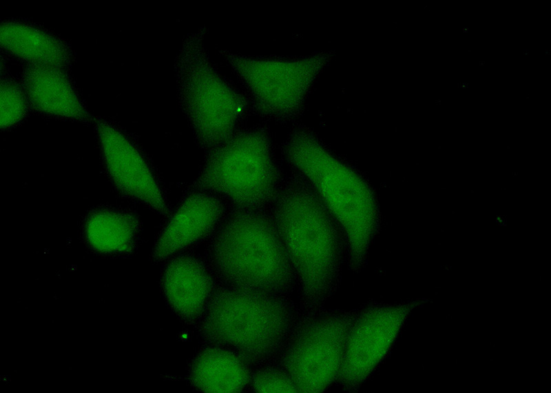 Immunofluorescent analysis of (10% Formaldehyde) fixed HeLa cells using Catalog No:107057(Annexin IV Antibody) at dilution of 1:100 and Alexa Fluor 488-congugated AffiniPure Goat Anti-Mouse IgG(H+L)
