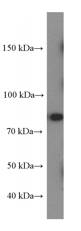 Raji cells were subjected to SDS PAGE followed by western blot with Catalog No:107588(SLAMF1 Antibody) at dilution of 1:2000
