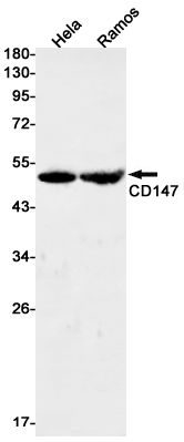 Western blot detection of CD147 in Hela,Ramos cell lysates using CD147 Rabbit mAb(1:1000 diluted).Predicted band size:42kDa.Observed band size:42kDa.